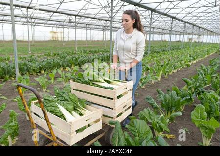 Lehrling im Gewächshauspflücken von Gemüse Stockfoto
