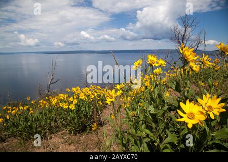 Blick auf den Yellowstone Lake mit toten Bäumen von einem Feuer der Vergangenheit und leuchtend gelben Wildblumen auf der Böschung im Yellowstone National Park, Stockfoto