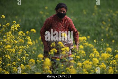 Bhaktapur, Nepal. Februar 2020. Eine Frau, die eine Gesichtsmaske trägt, arbeitet auf einem Feld in der Nähe der Quarantänezone in Bhaktapur, Nepal. Nepali-Bürger, die aus Wuhan, einer chinesischen Stadt, evakuiert werden, das Epizentrum des neuartigen Coronavirus, der jetzt COVID-19-Ausbruch, werden auf Symptome der Infektion in der Kharipati-Quarantänezone in Bhaktapur überwacht. Credit: Sunil Sharma/ZUMA Wire/Alamy Live News Stockfoto