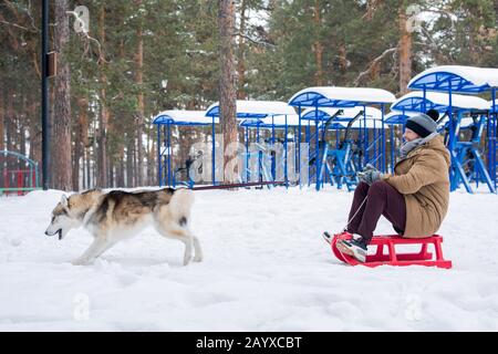 Horizontaler Seitenansicht eines glücklichen jungen Mannes mit lustigen Hundeschlitten am Wintertag Stockfoto