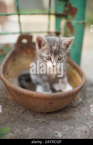 Portrait eines süßen kleinen Kätzchens im Freien. Hübsche Hauskatze. Charmantes spielendes Babytier. Katzen-Spiel in einer rostigen Schüssel Stockfoto