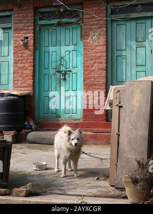 Bhaktapur, Nepal. Februar 2020. Ein Hund ruht außerhalb eines leeren Hauses in der Nähe der Quarantänezone, nachdem er aufgrund der Angst vor einer Infektion mit Coronavirus in Bhaktapur, Nepal, verlassen wurde. Nepali-Bürger, die aus Wuhan, einer chinesischen Stadt, evakuiert werden, das Epizentrum des neuartigen Coronavirus, der jetzt COVID-19-Ausbruch, werden auf Symptome der Infektion in der Kharipati-Quarantänezone in Bhaktapur überwacht. Credit: Sunil Sharma/ZUMA Wire/Alamy Live News Stockfoto