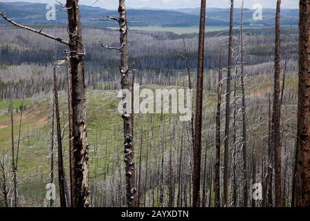 Tote Bäume aus dem Wildfeuer von 1988 stehen meist noch in einem großen Brandgebiet im Yellowstone National Park, Wyoming. Stockfoto