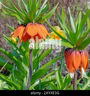 Blühende Kaiserkrone, Fritillaria imperialis, im Frühjahr Stockfoto