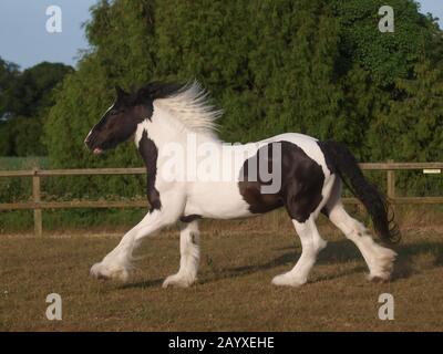 Ein wunderschöner Zigeunercob-Canters in einem Paddock. Stockfoto