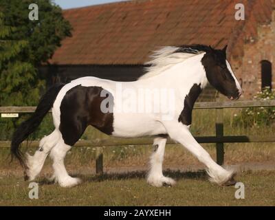 Ein wunderschöner Zigeunercob-Canters in einem Paddock. Stockfoto