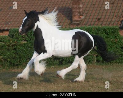 Ein wunderschöner Zigeunercob-Canters in einem Paddock. Stockfoto