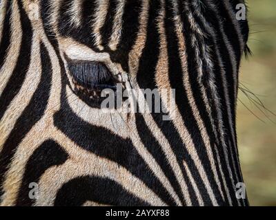 Nahaufnahme eines Zebraauges und gestreifter Mantel Stockfoto