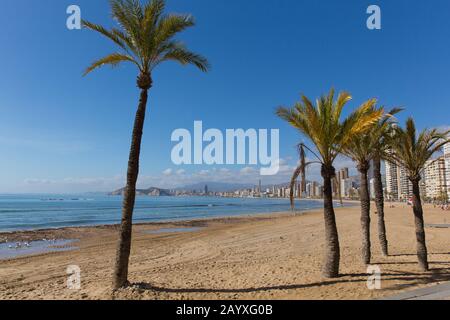 Benidorm Spanien Palmen am Strand spanische Mittelmeerküste bei Sonnenschein Stockfoto