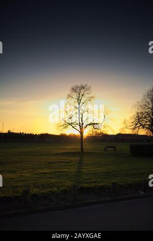 Ein wunderschöner Schuss von einem Baum, der am Weihnachtstag bei Sonnenuntergang von der Sonne umschert wurde Stockfoto