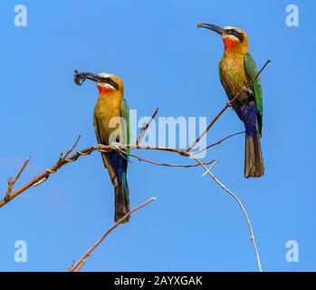 Weiße Bee Eaters Mit Beute Stockfoto