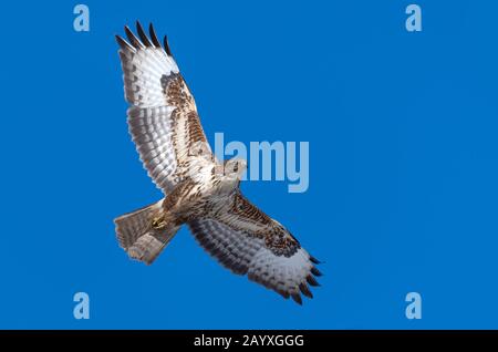 Gewöhnlicher Buzzard-Greifvogel (Buteo Buteo) auf hellblauem Hintergrund Stockfoto