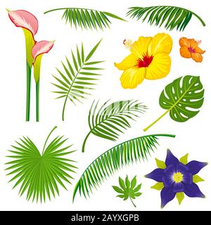 Tropische Dschungel Blätter und Blumen Vektor gesetzt. Blume tropische Natur im Dschungel, Pflanzenblume Sommerillustration Stock Vektor