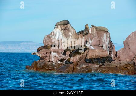 Kalifornische Seelöwen (Zalophus californianus), die auf den Felsen der Los Islotes Inseln im Meer von Cortez von Baja California Mexiko ruhen. Das ist es Stockfoto