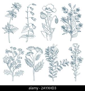 Kräuter Wildblumen botanische Heilpflanzen Vektor in handgezeichneter Form. Kräutermedizin Pflanzen und Illustration der botanischen Pflanze zur Heilung Stock Vektor