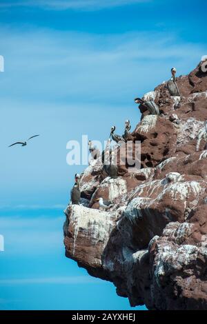 Braune Pelikane (Pelecanus occidentalis), die auf den Felsen auf den Los Isloten Inseln in Baja California, Mexiko sitzen. Stockfoto