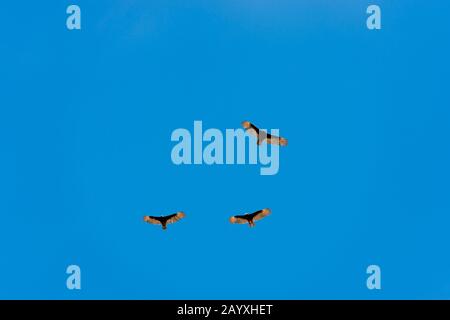 Drei Putengeier (Cathartes Aura) fliegen über die Los Islotes-Inseln in Baja California, Mexiko. Stockfoto