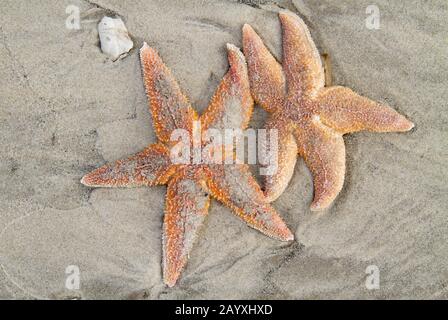 Zwei gestrandete tote gemeinsame Sternenfische, die an einem sandigen Strand liegen Stockfoto