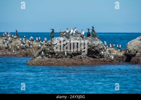 Blick auf eine kleine Vogelinsel mit Heermann's Möwe (Larus heermanni), Kormoranen und blaufüßigen Boobies (Sula nebouxii) in der Bucht von Aqua Verde, einer sma Stockfoto