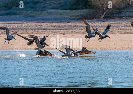 Braune Pelikane (Pelecanus occidentalis), die in den flachen Gewässern in der Bucht von Aqua Verde, einem kleinen Fischerdorf in der Nähe von Loreto, Meer von Cortez in, angeln Stockfoto