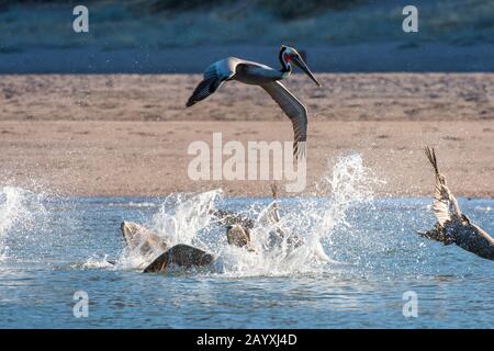 Braune Pelikane (Pelecanus occidentalis), die in den flachen Gewässern in der Bucht von Aqua Verde, einem kleinen Fischerdorf in der Nähe von Loreto, Meer von Cortez in, angeln Stockfoto