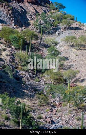 Blick auf einen Hügel mit Cardon Cactus (Pachycereus pringlei), Bäume und Büsche in der Bucht von Aqua Verde, einem kleinen Fischerdorf in der Nähe von Loreto, Meer von C Stockfoto