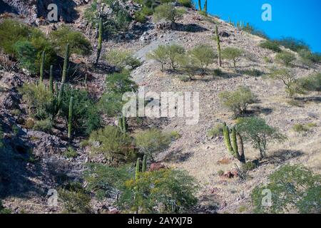 Blick auf einen Hügel mit Cardon Cactus (Pachycereus pringlei), Bäume und Büsche in der Bucht von Aqua Verde, einem kleinen Fischerdorf in der Nähe von Loreto, Meer von C Stockfoto