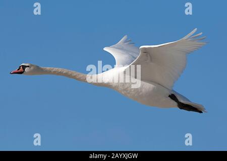 Ein Erwachsener Mute Swan (Cygnus olor) im Flug am blauen Himmel Stockfoto