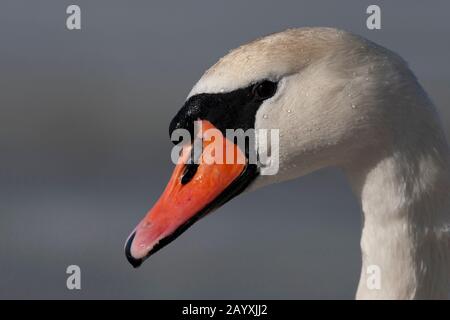 Porträt eines Stummschwans für Erwachsene (Cygnus olor) Stockfoto