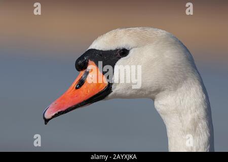 Porträt eines Stummschwans für Erwachsene (Cygnus olor) Stockfoto