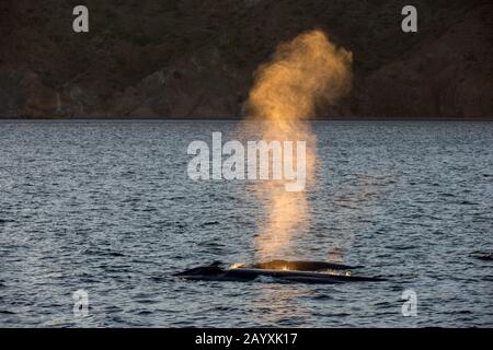 Ein Blauer Wal (Balaenoptera musculus) mit Kalb im Meer von Cortez bei Loreto, Baja California, Mexiko. Stockfoto