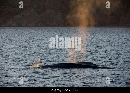 Ein Blauer Wal (Balaenoptera musculus) mit Kalb im Meer von Cortez bei Loreto, Baja California, Mexiko. Stockfoto