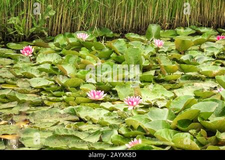 Seerosen mit rosa weißen Farben in einem Teich in Holland Stockfoto