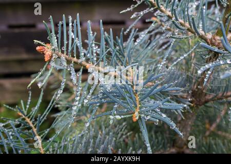 Wassertropfen auf den langen blauen Nadeln von Abies concolor (Weiß-Tanne) Stockfoto