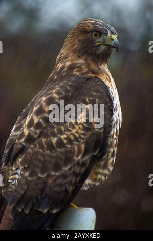 Nahaufnahme eines Red Tailed Hawk Stockfoto