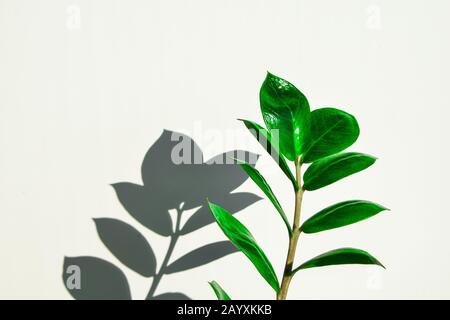 Tropische zamioculcas Pflanzen Verzweigung mit Blättern auf weißem Hintergrund Stockfoto