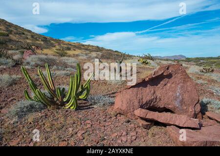 Galoppierende Kakteen (Machaerocereus gummosus), die am Rande der Salzpfanne auf der Insel San Francisco im Meer von Cortez in Baja California, Mexiko wachsen Stockfoto