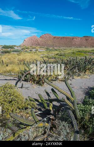 Salztolerante Pflanzen, darunter galoppierende Kakteen (Machaerocereus gummosus), die am Rande der Salzpfanne auf der Insel San Francisco im Meer Von Co wachsen Stockfoto