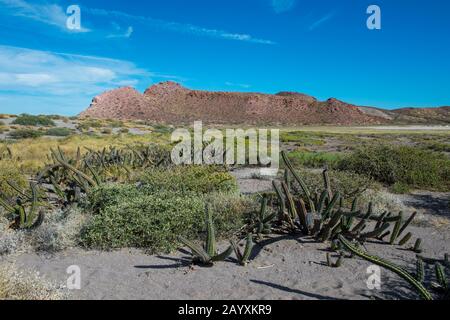 Salztolerante Pflanzen, darunter galoppierende Kakteen (Machaerocereus gummosus), die am Rande der Salzpfanne auf der Insel San Francisco im Meer Von Co wachsen Stockfoto