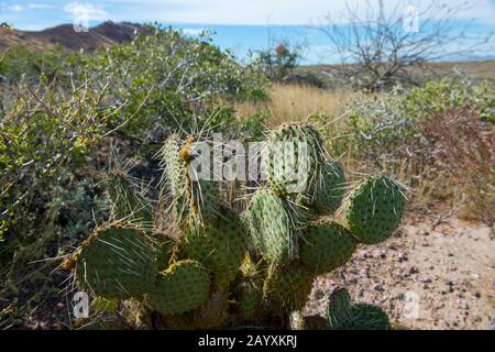 Stacheliger Birnenkaktus (Opuntien) wächst auf der Insel San Francisco im Meer von Cortez in Baja California, Mexiko. Stockfoto