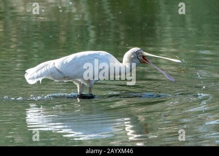 Gelb-abgerechneter Spoonbill, Platalea flavipes, Victoria, Australien 10. Dezember 2019 Stockfoto