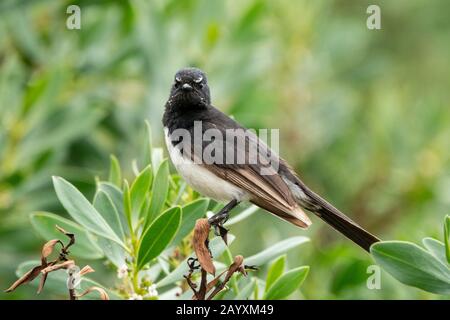 Willie Wagtail, Rhipidura Leukophrys, Erwachsener thront am Strang, Victoria, Australien 14. Dezember 2019 Stockfoto