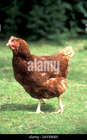 Rhode Island Red Free Range hen, alleinerziehend auf Freedom Farm Stockfoto