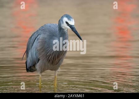 White-faced Heron, Egretta novahollandiae, Erwachsenenfischerei im Flachwasser, Queensland, Australien 18. Dezember 2019 Stockfoto