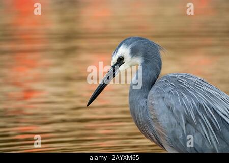 White-faced Heron, Egretta novahollandiae, Erwachsenenfischerei im Flachwasser, Queensland, Australien 18. Dezember 2019 Stockfoto