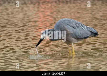 White-faced Heron, Egretta novahollandiae, Erwachsenenfischerei im Flachwasser, Queensland, Australien 18. Dezember 2019 Stockfoto