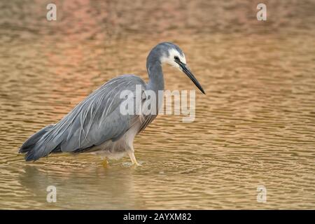 White-faced Heron, Egretta novahollandiae, Erwachsenenfischerei im Flachwasser, Queensland, Australien 18. Dezember 2019 Stockfoto