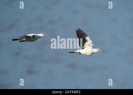 Torresian Imperial Pigeon, Ducula bicolor, Flying over Water, Cairns, Queensland, Australien 12. Januar 2020 Stockfoto