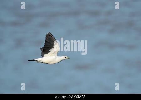 Torresian Imperial Pigeon, Ducula bicolor, Flying over Water, Cairns, Queensland, Australien 12. Januar 2020 Stockfoto