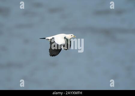 Torresian Imperial Pigeon, Ducula bicolor, Flying over Water, Cairns, Queensland, Australien 12. Januar 2020 Stockfoto